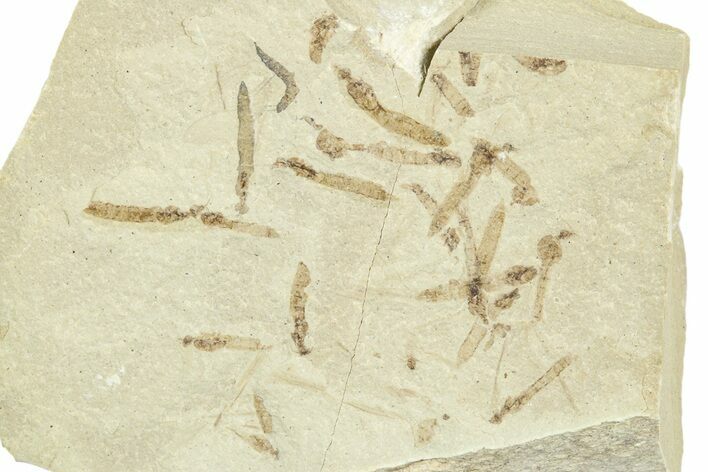 Crane Fly (Tipulidae) Mortality Plate - Green River Formation #360072